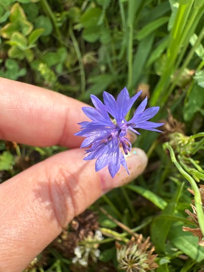 A close-up shot shows a person's fingers gently holding a small, bright blue cornflower. The flower is delicate, with numerous thin, pointed petals radiating outwards. The fingers are light-skinned and appear to be resting on the flower. The background is a blurred expanse of green grass and clover, suggesting an outdoor, natural setting. A few dried flower heads and blades of grass are visible, adding texture to the scene. The lighting suggests it is a sunny day. The specific location in Мичуринское, Russia, cannot be determined from the image.