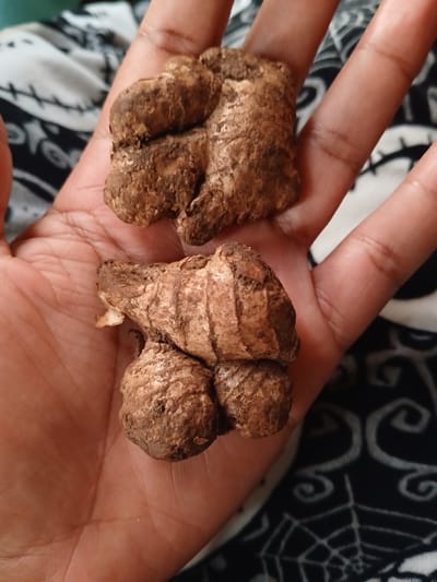 A person's palm, tan in color, is holding two roughly spherical, brown objects that appear to be roots or tubers. The objects have a textured, segmented surface. The background includes a black and white fabric with a swirling, spiderweb-like pattern. No information is discernible regarding location.