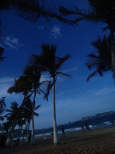 This is a photograph of a beach in Pampatar, Venezuela, under a deep blue sky with scattered white clouds. The foreground is dominated by dark silhouettes of palm trees, with their fronds reaching upwards and framing the sky. The sand on the beach is dark and textured.
In the middle ground, several palm trees are visible, some with their trunks painted white. Beyond the palm trees, the ocean stretches out, with waves rolling towards the shore. A line of buildings, part of the city of Pampatar, can be seen in the distance along the coastline, with hills in the background.
Several people are present on the beach. In the mid-ground, a few individuals are walking along the shoreline or standing near the palm trees. Closer to the water, a group of people can be seen, some appearing to be playing or walking. A small white dog is also visible on the sand. The lighting suggests it is either early morning or late afternoon.