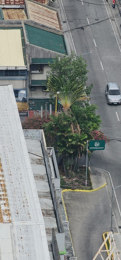 This aerial image captures a street scene in Makati City, Philippines, with a focus on a section of a road running alongside buildings and lush vegetation. A silver SUV is visible driving on the right side of the road. Overhead power lines are strung across the street, creating a tangled network. On the left side of the image, buildings with distinctive sloped, corrugated metal roofs, some weathered and showing signs of rust, are prominent. One building features a bright yellow facade and blue window bars. Adjacent to these buildings, a dense cluster of tropical plants, including a large fan-shaped palm tree and smaller palm varieties, adds a vibrant green contrast to the urban environment. Pink flowers are scattered among the foliage and along a pathway. A green sign with white lettering reading "SM HYPERMARKET" is mounted on a pole, indicating a commercial establishment nearby. The ground area around the plants and sign is paved with concrete, bordered by a yellow curb. A concrete walkway or road extends into the foreground, with a section of a white, corrugated metal roof in the lower left corner. The overall impression is of a bustling urban area where commercial structures, residential buildings, and abundant greenery coexist.