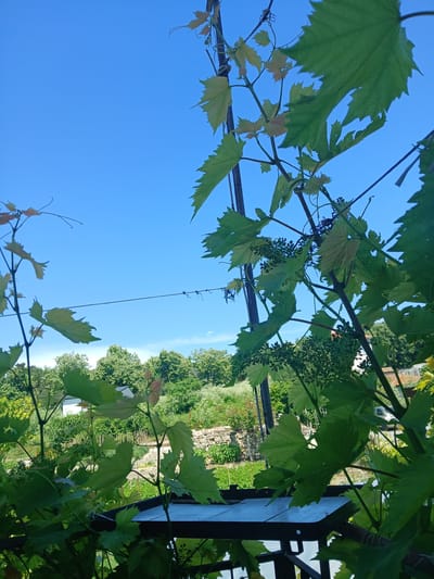 The image shows a close-up view of grapevines with green leaves and developing grape clusters, silhouetted against a clear blue sky. In the background, there is a landscape with green trees, a white building, a stone wall, and various plants. The scene appears to be outdoors, in a rural or garden setting, likely in the city of Obrochishte, Bulgaria, given the context. There are no people or animals visible in the frame. The composition is dominated by the foliage of the grapevines, with the sky and background elements providing depth and context.