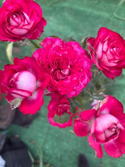 A close-up, overhead shot captures a cluster of vibrant pink roses against a blurred green background. Several roses are in bloom, with layered petals in shades of deep fuchsia and lighter pink, some featuring white edges. One rose in the center is particularly full and ruffled. Other roses are partially open or in bud. The green background appears to be a textured surface, possibly artificial turf, with hints of foliage and dark, indistinct objects in the lower left corner, suggesting an outdoor setting. The lighting is bright, casting subtle shadows and highlighting the delicate texture of the rose petals. There are no people or animals visible in the image. The specific location within Novoterksky, Russia, cannot be determined from the visual information alone.