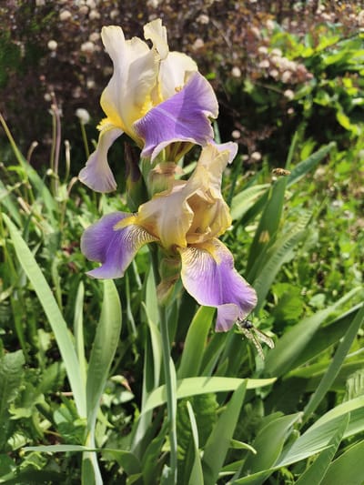 In the city of Krasnogorskoye, Russia, an iris flower with cream and purple petals is in bloom. Two insects are visible in the image. One is a bee flying in the background, while the other is a damselfly resting on the iris petal. The iris is surrounded by lush green foliage.