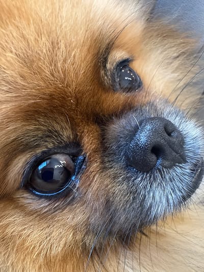 This is a close-up, overhead shot of a dog's face, likely a Pomeranian breed, resting in Shushary, Russia. The dog's black nose with its textured surface is prominently featured at the top of the frame, framed by grey and white whiskers. Below the nose, one of the dog's dark, glossy eyes is visible. The eye reflects a blueish light, possibly from a window or the sky, and contains a subtle, swirling white highlight. Another eye, smaller and to the left, is also partially visible, appearing watery and reflecting some small white dots. The dog's fur is a mix of warm brown and lighter blonde tones, with individual hairs clearly distinguishable. The overall impression is one of calm and relaxation, as the dog appears to be resting or sleeping. The lighting suggests it is daytime, and the setting is likely indoors, given the close framing and the nature of the subject. There is no visible text in the image.