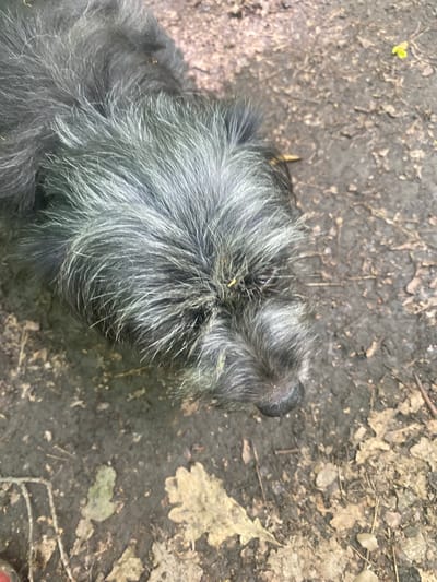 The media file is a close-up, overhead shot of a black dog lying on the ground. The dog's fur is shaggy and a mix of black and grey, with some lighter strands mixed in. Only the dog's head and upper body are visible, with its nose and part of its face facing towards the right side of the frame. The dog's fur appears somewhat damp, suggesting recent exposure to moisture.
The ground is a mix of dark, damp soil and scattered dried leaves and small twigs, indicative of an outdoor setting, likely a wooded or park area. Some of the leaves are larger and lighter in color, while others are smaller and darker. There are also a few small green leaves on the ground. The lighting appears to be natural daylight, possibly overcast or dappled sunlight, as there are no harsh shadows. The overall impression is of a dog resting outdoors.
No text is visible in the image. The scene is still and quiet, with no apparent activity beyond the dog's presence. The focus is on the texture and detail of the dog's fur and the earthy ground beneath it. The location is specified as Samara, Russia, which provides a geographical context for the scene.