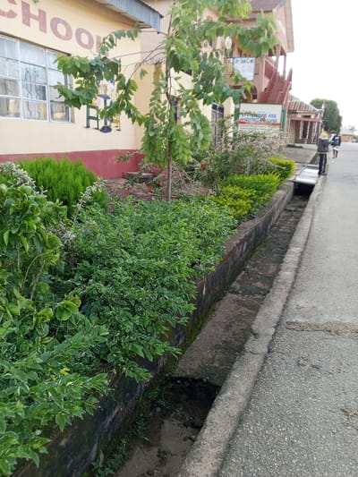 The image depicts a street scene in Kabong, Nigeria, featuring a building with "SCHOOL" painted on its exterior. In front of the building, a drainage ditch runs along the side of the road. Lush green plants and bushes line the edge of the ditch and the building's facade. A tree with green leaves is positioned in front of the building. In the background, another building with stairs is visible, and a sign that reads "JOY SKIN CLINIC". Two individuals are walking on the sidewalk near the drainage ditch. The weather appears overcast.