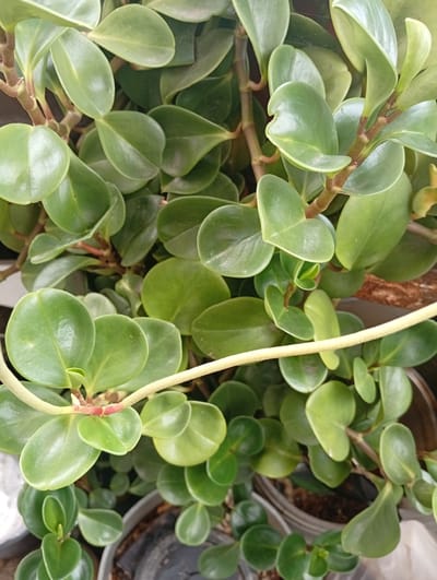 The image is a close-up shot of a lush green plant with thick, glossy leaves. The leaves are oval-shaped with a slightly pointed tip and are arranged densely along reddish-brown stems. Some of the leaves have a slight sheen, indicating they are healthy and well-watered. A thin, pale yellow stem or tendril is visible snaking horizontally across the center of the frame. The background is out of focus but suggests a domestic or garden setting with hints of other plants and dark pots. There are no people visible in the image. The lighting is soft and natural, highlighting the vibrant green of the foliage. The image does not contain any specific landmarks or features that would allow for identification of the city of Valencia, Venezuela.