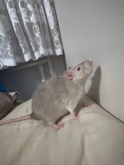 A light-colored rat with red eyes is captured in an indoor setting, likely a domestic environment. The rat is positioned on a light-colored surface, possibly a pillow or blanket, and is looking upwards towards a wall. A white lace curtain is visible in the background, and a shadow of the rat is cast on the wall. The lighting suggests an indoor space with artificial light sources. There is no information about the location in Skawina, Poland, or any other specific geographical details.