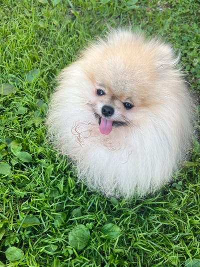 The image shows a close-up, overhead view of a fluffy, cream-colored Pomeranian dog lying on green grass. The dog's head is tilted up towards the camera, with its bright, dark eyes looking directly at the viewer. Its tongue is out, pink and curled slightly, adding a playful and happy expression. Some wisps of lighter fur are visible around its muzzle and chin. The dog's fur is thick and voluminous, creating a rounded, cloud-like appearance.
The background consists of a dense carpet of green grass, with some small weeds and leaves interspersed. The lighting suggests it is daytime, likely outdoors, and the bright green of the grass indicates good natural light. The overall impression is one of a cheerful, happy dog enjoying a sunny day in a grassy area. There is no visible text in the image. The location context of Mesyagutovo, Russia, suggests this is likely a backyard or park setting.