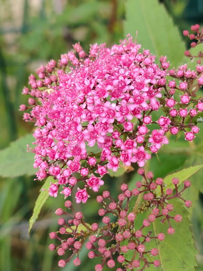 A close-up, vertical shot captures a cluster of bright pink flowers, some in full bloom and others as small buds, against a blurred green background. The flowers, tightly packed on thin stems, are the primary subject. The lighting appears natural, suggesting an outdoor setting. No people, specific landmarks, or details indicating a location in Balashikha, Russia, are present in the image.