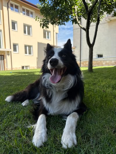 A black and white Border Collie is lying on a grassy lawn in front of a yellow building. The dog is panting with its tongue hanging out and its mouth open. The dog's head is turned to the side, and its eyes are looking towards the camera. The building behind the dog has several windows. There is a tree with green leaves in the foreground, to the left of the dog. The sky is blue and there are some clouds. The time of day appears to be daytime, and the weather seems to be sunny. The location is Berkovitsa, Bulgaria.