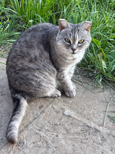 In a natural outdoor setting, likely in the vicinity of Гаревая, Russia, a grey tabby cat is positioned on a concrete surface adjacent to a patch of vibrant green grass. The cat, facing the camera, has distinct tabby markings on its fur and yellow-green eyes. It is seated with its body angled to the left, its tail curled around its left side. The concrete ground shows a textured surface with a faint line etched across it. The background consists of lush green grass, suggesting a rural or semi-rural environment. The lighting indicates it is daytime.