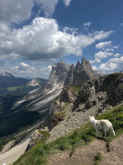 A medium shot captures a white dog standing on a dirt path on a mountain slope. The dog, with a black harness, faces to the right, looking up and away from the camera. The path is bordered by green grass and rocky terrain. In the background, a dramatic mountain range dominates the landscape under a bright blue sky with scattered white clouds. The mountains are steep and rugged, with layers of rock and vegetation. A valley with dark green trees and lighter green fields is visible in the distance. The scene appears to be in the Dolomites, Italy, likely in an area known for its hiking trails and breathtaking mountain vistas.