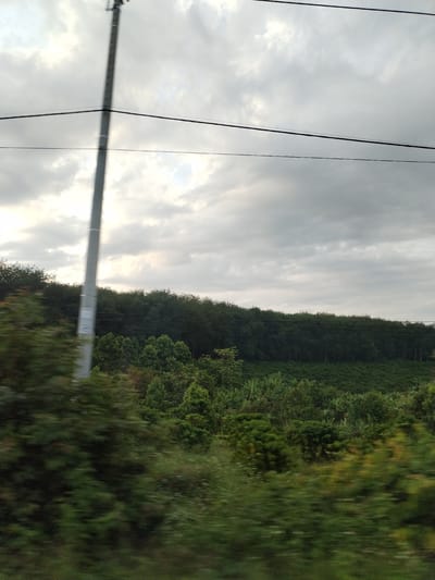 The image shows a landscape in Pờ Y, Vietnam, under a cloudy sky. In the foreground are blurred green bushes and foliage, likely captured from a moving vehicle. A gray utility pole with electrical wires runs vertically on the left side of the frame. Behind the immediate foreground, a field of low-lying green plants stretches out, possibly a cultivated crop. A line of tall, dark green trees forms a border between the field and the sky. The sky is overcast with gray and white clouds. There are no people visible in the image.