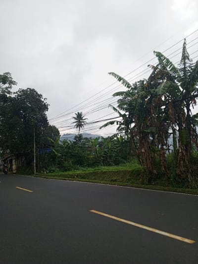 The image displays a roadside scene under an overcast sky, purportedly in Qorday, Kazakhstan. A two-lane asphalt road with segmented yellow center lines runs through the foreground and midground. On the left side of the road, a dense, dark green tree stands beside a small, weathered structure with a partially visible corrugated roof. A person on a dark motorcycle is observed traveling away from the viewer on the left lane of the road, near this structure. The right side of the road features a grassy verge leading to abundant green vegetation, including multiple banana trees with large, tattered leaves. In the midground, a prominent palm tree is visible amidst the foliage, with distant mountains or hills rising in the background. Several dark utility lines stretch horizontally across the upper portion of the frame, set against a uniformly light gray, cloudy sky.