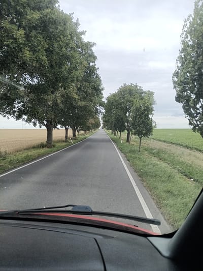 This media file is a first-person perspective shot from inside a vehicle traveling down a paved road. The road is lined with mature trees on both sides, creating an avenue effect. To the left of the road, a field of ripe, golden-brown crop, likely wheat or barley, stretches into the distance. To the right, a vibrant green field, possibly with crops like potatoes or sugar beets, is visible. The sky is overcast with a diffused light, suggesting it is daytime, likely late afternoon or early morning, under cloudy weather conditions. The overall mood is serene and tranquil, evoking a sense of a quiet drive through the countryside. In the far distance, on the left side of the road, two large industrial structures, possibly wind turbines or power line towers, can be seen against the horizon. The lower portion of the image shows the dashboard and windshield wipers of the vehicle, with some smudges or water droplets on the glass, indicating recent rain or moisture. There is no visible text in the image. The setting appears to be rural, characteristic of the Czech Republic, specifically Svémyslice.