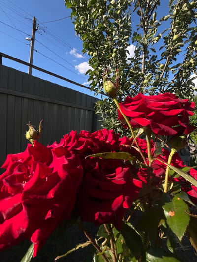 A low-angle shot captures a cluster of vibrant red roses in full bloom, their velvety petals illuminated by bright sunlight. The roses are positioned in the foreground, with their thorny stems and green leaves clearly visible. Behind the roses, a grey wooden fence runs horizontally across the middle of the frame. Above the fence, a bright blue sky with a few wispy white clouds forms the backdrop. On the left side of the image, a leafy tree with small, green fruits drapes over the scene, its branches reaching towards the sky. A utility pole with electrical wires is also visible against the blue sky. The scene appears to be set in a garden or yard, likely in a rural or suburban area given the fence and utility pole. The strong sunlight suggests it is daytime, likely mid-morning or afternoon, and the weather is clear and pleasant. The image evokes a feeling of natural beauty and a peaceful, outdoor setting. There is no visible text in the image.