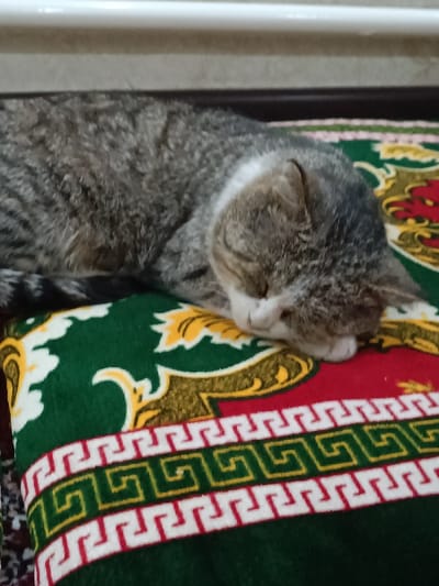 A tabby cat with grey, brown, and white fur is depicted sleeping soundly, curled up on a patterned blanket. The cat's head is resting on its paws, facing downwards and to the right, with its eyes closed. Its fur displays distinct dark stripes. The blanket features a vibrant design with large green and red sections, accented by intricate yellow scrollwork and a white and red Greek key border pattern. The scene is indoors, in the city of Shovot, Uzbekistan.