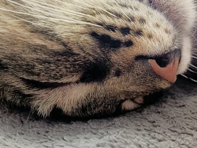 This is a close-up, low-angle, horizontal shot of a cat sleeping on a textured gray surface, possibly a carpet or blanket, in Krasnyye Barrikady, Russia. The cat's face is the primary subject, with its fur in shades of brown, black, and white, exhibiting a tabby pattern. The fur appears soft and slightly tousled, indicating a relaxed state. The cat's nose is a prominent feature, a soft pinkish-orange color, with visible whiskers extending outwards. The cat's eyes are closed, and its mouth is slightly open, suggesting deep sleep. The lighting is soft, casting gentle shadows and highlighting the texture of the fur and the surface it rests on. There are no people visible in the image, nor any text. The overall mood is peaceful and serene, capturing a moment of quiet repose.