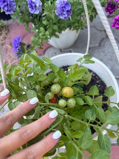 A close-up shot focuses on a tomato plant with small green and one red tomato, set against a backdrop of purple petunias in white pots. The plant is in a white pot filled with dark soil. A person's hand with white nail polish is in the foreground, partially obscuring the plant. The scene is outdoors, with paving stones visible in the background. The image appears to be taken in Obukhivka, Ukraine.
