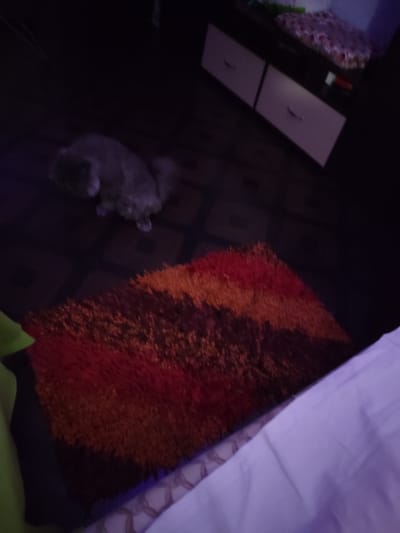 The image shows a dimly lit room. In the foreground, a colorful, shag rug with stripes of red, orange, and brown is laid out on a dark tiled floor. To the left of the rug, a portion of a lime green garment is visible. Further back in the room, a gray cat is lying down. Behind the cat, a dark wooden furniture unit with two drawers and two open compartments is visible. A patterned cloth, possibly a blanket or cushion, is placed on top of the furniture. The overall environment appears to be residential. The image does not provide any specific location details within Mykolaiv, Ukraine.