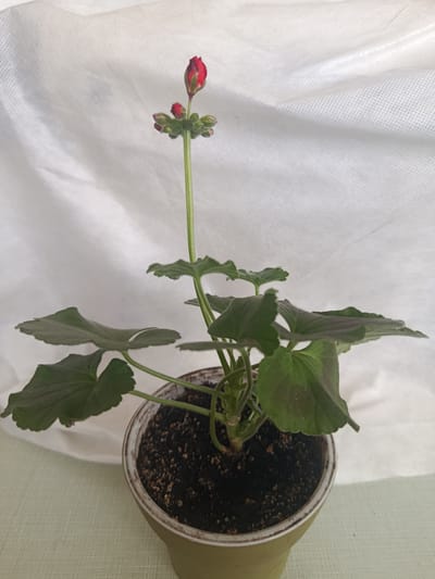 A medium shot captures a potted geranium plant with unopened red flower buds against a white backdrop of draped fabric. The plant, housed in a light green pot filled with dark soil, has several dark green, lobed leaves. A slender stem rises from the center, culminating in a cluster of tightly closed red buds, with one bud at the very top appearing slightly more open. The overall lighting suggests an indoor setting, possibly during the day, with no specific time or weather indicators. The scene is static, focusing solely on the plant. No text is visible in the image. The location context is Cupcini, Moldova.