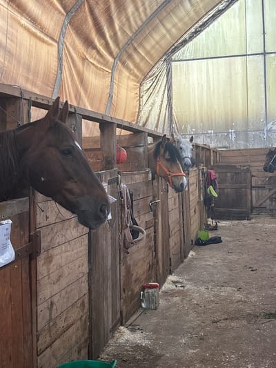 The image depicts the interior of a horse stable in Pavlovsk, Russia. In the foreground, the head of a brown horse is visible, facing to the left. Behind it, another horse with a light grey coat and a dark mane is peeking out from its stall, wearing an orange halter. Further back, a third horse, this one also grey, is partially visible. The stable is constructed of weathered wooden planks. The ceiling is covered with a light-colored tarp material, and the back wall appears to be a large, grimy window. Various equestrian equipment, including ropes, halters, and a red ball, are hanging from the stable walls. Bags and buckets are on the ground. The floor is covered in dirt and wood shavings. The overall impression is of a functional but somewhat aged stable environment.