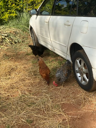 A white car is parked on a dirt surface with dried grass. Three chickens are near the car. One chicken is black, one is brown, and one has black and white speckled feathers with a red comb. The chickens are in the car's shade under the front wheel and fender. Green bushes and trees are to the left of the car.