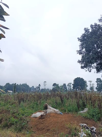 An overcast sky dominates the landscape. A field of faded crops with tall, spindly stalks stretches to the horizon, punctuated by trees. In the foreground, a pile of brown material sits partially covered by white sacks, with trash scattered nearby. Green foliage lines the edge of the field and dangles from the upper left corner. A large tree with dark green leaves occupies the upper right. The scene is still and muted in color.