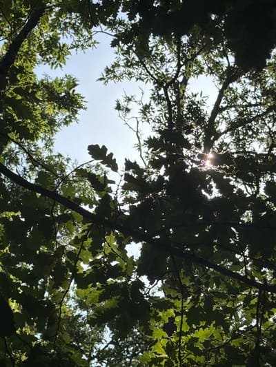 The image is a low-angle shot looking up through the canopy of an oak tree on a sunny day. The sun is visible through the leaves, creating a dappled light effect. The leaves are green and lobed, characteristic of oak leaves. The branches of the tree are dark and silhouetted against the bright sky. The sky is a clear blue. There are no people or man-made objects visible in the image. The setting appears to be a natural environment, possibly a park or a forest, near Castelnuovo dei Sabbioni, Italy.