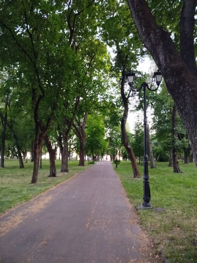This is a medium-shot, eye-level photograph of a paved pathway curving through a park lined with mature trees. The pathway is a dark asphalt, sparsely scattered with fallen leaves and debris. To the right of the path, a classic black lamppost with two ornate lamps stands prominently, its base set on a small mound of earth. The park grounds are covered in vibrant green grass, with more trees visible in the background. The trees are lush and full of green leaves, suggesting a warm season, likely summer. The lighting indicates it is either early morning or late afternoon, with the sky appearing overcast. The overall mood of the image is tranquil and serene, evoking a sense of peace and quiet. No people or animals are visible in the frame. The location is identified as Chernihiv, Ukraine.