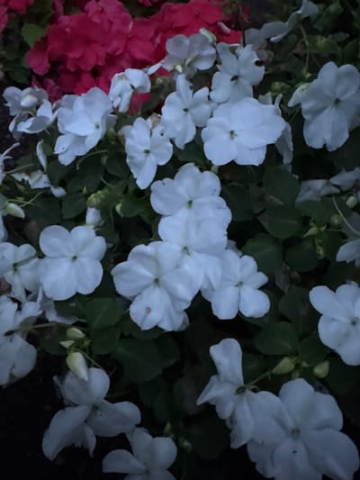 This media file shows a close-up view of impatiens flowers in Strelcha, Bulgaria. The flowers are predominantly white, with a cluster of vibrant pink flowers visible on the left side of the frame. The leaves are a deep green, providing a contrast to the delicate white and pink petals.
The lighting suggests it may be late in the day or in a shaded area, as the overall scene is dimly lit with dark shadows. The composition is a naturalistic arrangement of the flowers, with some petals appearing slightly wilted, indicating they are in bloom. There are no people or text visible in the image. The focus is entirely on the floral display, capturing the texture and form of the impatiens.