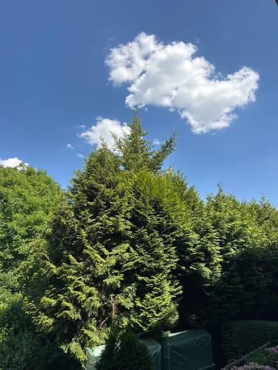 This is a vertical, eye-level medium shot of a bright blue sky with scattered white clouds. Lush green trees fill the right and bottom portions of the frame, with the branches of a large evergreen tree dominating the upper right. The evergreen's foliage is a vibrant green, catching the sunlight and creating a dappled effect. A lighter green tree is visible in the lower portion of the frame, partially obscured by the evergreen. In the background, on the far right, a hint of a green tarp-covered object and some purple flowers can be seen. The scene appears to be an outdoor setting, likely a garden or backyard, given the presence of trees and garden items. The bright sunlight and clear blue sky suggest it is a sunny day, possibly late morning or afternoon. The composition focuses on the interplay between the natural elements of sky and foliage. There is no visible text in the image.