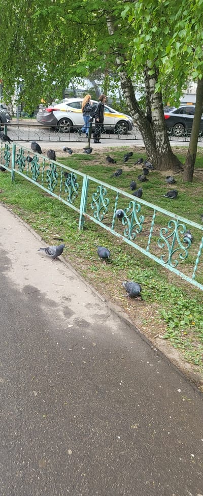 The image depicts an outdoor scene in Odintsovo, Russia, with an asphalt path along the right side. To the left of the path, a strip of grass is partially fenced off by a light turquoise, ornate metal fence. Scattered on the grass, particularly near the fence, are numerous pigeons. Behind the grass and fence, a birch tree stands, with additional trees providing foliage on the left side of the image. A yellow and white taxi cab is visible parked on the other side of the fence, and a person with light brown hair stands near the taxi. A few parked cars are visible in the background.