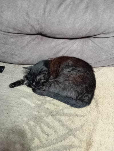A black cat is sleeping curled up on a textured, light-colored surface. Above the cat, a folded, dark gray fabric is visible. To the left of the cat, a small black object is partially visible. The scene is indoors, and the lighting appears dim. The provided crops offer close-ups of the textured surface and the cat's fur, but do not provide any contextual information about its location within Orenburg, Russia.
