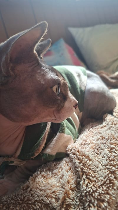 A hairless cat wearing a green and white striped sweater is lying on a fluffy, beige blanket. The cat is seen in profile, facing right, with its head turned slightly towards the viewer. Sunlight is hitting the cat's face and body, creating highlights. In the background, out of focus, are pillows and a wall. The scene appears to be indoors, in a domestic setting. No specific location in Забалоцкі сельскі Савет, Belarus is identifiable from the image.