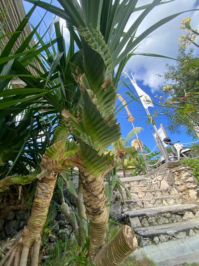 In Nusa Penida, Indonesia, a low-angle outdoor shot captures a scene dominated by lush tropical foliage under a bright blue sky with scattered clouds. In the foreground, the textured trunks of two large palm-like plants with distinctive ribbed bark are visible. Their wide, green leaves arch upwards and outwards, creating a sense of enclosure. To the right, a stone staircase ascends a gentle incline, bordered by more rough-hewn stone and greenery. A white scooter is parked on the right side of the staircase, near a signpost. A white flag flutters from a tall pole amidst the palm trees in the background. The overall impression is of a vibrant, tropical setting, possibly a resort or a scenic pathway.