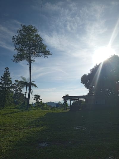 The image presents a rural landscape in Kudawa, Sri Lanka. The scene is dominated by a grassy field in the foreground, with scattered puddles. A tall pine tree stands prominently on the left, alongside a fern tree. Further to the right, a structure with a corrugated roof is visible, partially obscured by a large tree. The background reveals a hazy view of hills. The sky is blue with wispy clouds and the sun is shining brightly in the top right.