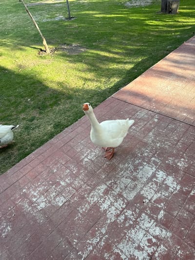 A white goose stands on a weathered brick walkway, its neck craned upwards towards the camera. A patch of green grass runs along the side of the walkway, partially shaded by trees. Another goose is at the bottom of the image. The brick walkway displays signs of wear, with areas of faded color and patches of white residue. The scene appears to be outdoors during daylight.
