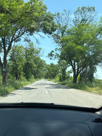 The image presents a forward-facing view from inside a vehicle onto an asphalt road in the vicinity of Irechekovo, Bulgaria. The road, marked with a solid white line on its right edge and a broken white line near its center, shows evidence of surface wear and cracks, extending straight into the distance. Dense green foliage, including tall trees and undergrowth, lines both sides of the road. Multiple trees form a canopy over sections of the road; some display vibrant green leaves, while others exhibit bare, leafless branches against a clear blue sky. Direct sunlight illuminates the scene, casting distinct shadows across the road surface. A light-colored vehicle is visible in the far distance on the road. The lower foreground of the image shows the dark-colored dashboard and the base of the windshield of the originating vehicle. No people are present in the frame.
