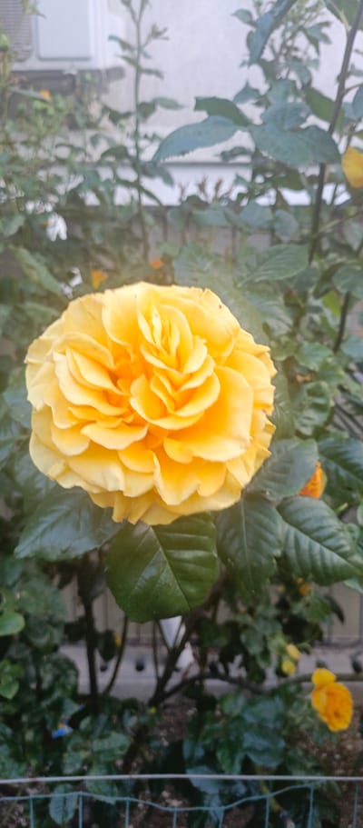 A vertical outdoor shot captures a vibrant yellow rose in full bloom, centrally positioned and in sharp focus against a soft, blurred background. The rose exhibits numerous petals layered in a classic, dense formation, showcasing various shades of bright yellow and orange-yellow. A few tiny red speckles are visible on some of the petals, possibly a natural marking or minor imperfection.

Surrounding the prominent rose are lush green leaves, part of the rose bush, some of which are slightly out of focus. In the further background, a light-colored, possibly white, building or wall is visible, with hints of what appears to be an air conditioning unit or a similar appliance on its surface. Other smaller, out-of-focus yellow rosebuds or blooms are scattered throughout the green foliage in the background, particularly towards the bottom right. A dark green or black mesh fence runs across the very bottom of the frame, suggesting a boundary or enclosure. The lighting is soft and diffused, indicating daytime conditions without harsh shadows. No people or visible text are present in the image. The scene depicts a tranquil garden setting, likely in Sevastopol, Ukraine, as suggested by the provided context.