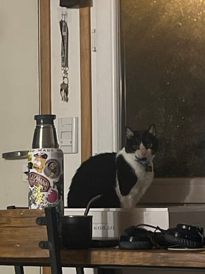 The image depicts an indoor scene in Ushuaia, Argentina, featuring a domestic black and white short-haired cat and various household objects. A black and white cat, wearing a light blue collar with a tag, is positioned in the mid-ground on a surface, likely a window sill, behind a wooden table. The cat faces directly forward, displaying white fur on its muzzle, a blaze between its eyes, and patches on its chest and front paws, contrasting with its otherwise black coat.
On the wooden table in the foreground, a silver thermos bottle is situated to the left, adorned with multiple colorful stickers, including one depicting a yellow cartoon character and another with the text "LA CABAÑA". A black mate cup containing a silver bombilla is placed to the right of the thermos. Behind the mate cup, a white rectangular box with the word "NOBLE" partially visible on its side rests on the table. To the right, a pair of black over-ear headphones are arranged on the table.
The background consists of a light-colored wall on the left, from which a key lanyard with several keys hangs from a hook on a vertical frame. Adjacent to this, a window shows a dark exterior, indicating night or low light conditions, with visible reflections or condensation on the glass. No individuals are present in the scene.
