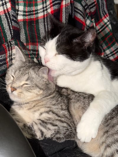Two domestic cats are sleeping together on a plaid blanket. The cat in the foreground is a tabby, with grey and black stripes. Its eyes are closed, and its head is resting on its paws. The cat behind it is black and white, with its head resting on the tabby's back and its tongue extended as if grooming. The plaid blanket has a pattern of red, green, and black lines. The image appears to have been taken indoors, possibly in a home environment. There is no information available about the specific location in Ulyanovsk, Russia, for this image.