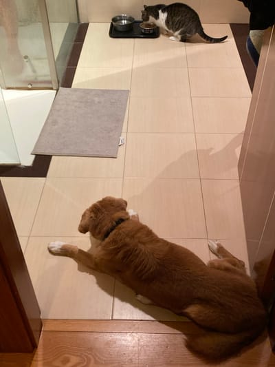 A Nova Scotia Duck Tolling Retriever lies on the tiled floor of an interior space. A cat eats from a dish in the corner. A shower or glass enclosure is visible in the lower left. A gray panel is attached to a white surface. The location is likely a residence in Villaviciosa, Spain.