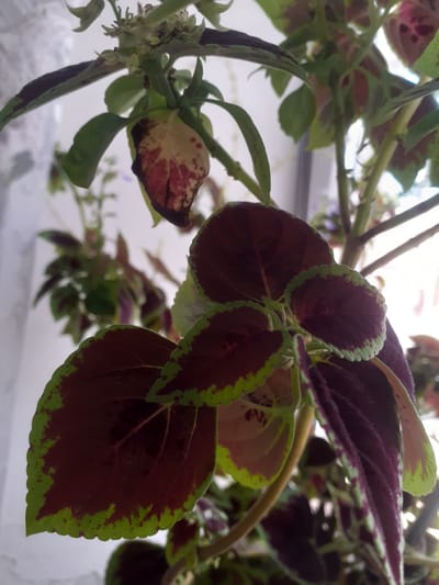 This media file features a close-up shot of a Coleus plant, with its distinctive dark red and green variegated leaves. The leaves are serrated along the edges, and the central portion of most leaves displays a deep burgundy color, while the outer margins are a vibrant green. Some leaves also show patches of lighter tan and pinkish-red, suggesting variations in color or possibly the early stages of drying or a change in lighting. The plant's stems are visible, appearing thin and somewhat woody.

The lighting suggests it is daytime, with bright light illuminating the leaves from above and to the right, creating highlights and casting subtle shadows. The background is out of focus, appearing as a light, neutral tone, possibly a wall or a diffused window light. There are no people or animals visible in the frame. The focus is entirely on the texture and color of the plant's foliage, showcasing its intricate patterns. The overall impression is one of natural beauty, emphasizing the details of the plant's leaves. The location context provided, Border Gyumri-Akhuryan, Armenia, offers geographical information but is not visually discernible from the image itself. There is no visible text in the media file.