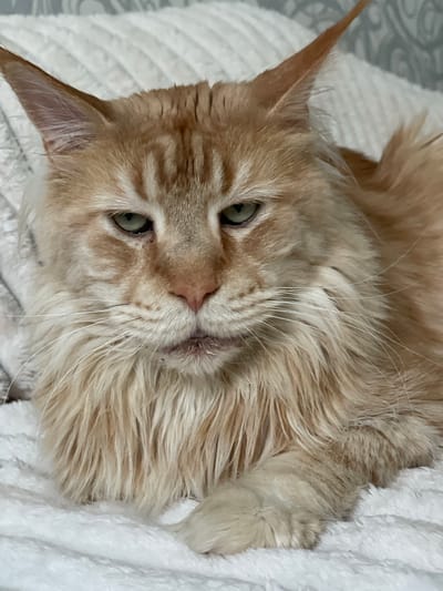 A close-up, eye-level shot shows the face of a large, orange tabby cat with a fluffy mane. The cat is lying down on a textured white blanket, with its head slightly turned to the left. Its green eyes are partially closed, giving it a relaxed or sleepy appearance. The cat's fur is a mix of light and dark orange stripes. The background consists of a white, textured surface, likely a blanket or bedspread. There is no indication of the city of Rozsoshentsi, Ukraine, within the image.