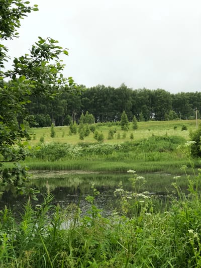 The image depicts a serene natural landscape on an overcast day, likely in or around the city of Zhukovo, Russia. In the foreground, lush green vegetation and tall grasses line the edge of a dark, still body of water. The water reflects the muted sky and surrounding greenery, with patches of lily pads visible on its surface. Beyond the water, a gently sloping, green hillside is dotted with scattered, young trees. In the middle ground, a dense line of mature trees, predominantly deciduous and some conifers, forms a dark green backdrop. A few utility poles and wires are subtly integrated into the treeline on the right side of the image. The sky is a uniform, light gray, suggesting a cloudy or misty atmosphere. There are no people or animals visible in the frame.