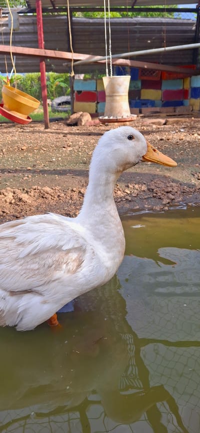 A white duck stands in murky water, its head turned to the right and beak slightly open. The duck's plumage appears damp and slightly disheveled in places, with some faint brown markings. Its orange feet are submerged in the water. The background depicts a rustic outdoor enclosure, possibly a farm or sanctuary, with a dirt and gravel ground. In the mid-ground, there are colorful, stacked blocks and a yellow feeder hanging from a wire. A larger, cream-colored feeder is also visible. The scene is illuminated by natural sunlight, casting reflections on the water's surface. The overall impression is one of an animal in its habitat within a simple, rural setting. The image does not depict any specific landmarks identifiable to the city of Vallecito, Venezuela, beyond it being an outdoor, possibly agricultural area.