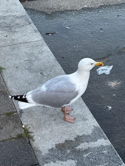 This is a high-angle, close-up shot of a seagull standing on a concrete surface in Kiel, Germany. The seagull is predominantly white with gray wings and black and white patterned tail feathers. Its beak is yellow with a red tip, and its eye is a dark circle with a red iris. The bird is looking upwards and to the left, with its head tilted. Its webbed feet are visible on the concrete.
The setting appears to be an urban or coastal area, with a mixture of dark asphalt and lighter, textured concrete. Some small pieces of white debris, possibly trash, are scattered on the asphalt near the bird. There are also some small patches of green grass growing in the cracks of the concrete. The lighting suggests it is daytime, with a slight shadow cast on the concrete. The overall mood is neutral, focusing on the detailed observation of the bird in its environment. There is no visible text in the image.
