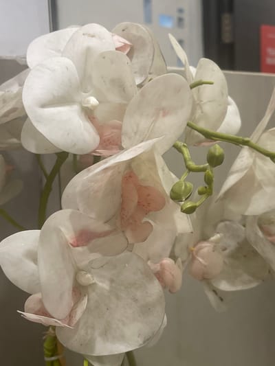 The image displays a close-up of artificial white orchids with subtle pink markings. The focus is on the delicate petals and a cluster of green buds, suggesting the flowers are in bloom or about to bloom. The background is a neutral, grayish tone, with a blurred section of what appears to be a printer or similar office equipment in the upper left, identifiable by a red label with white text and a blue light indicator. The lighting appears to be indoor, with a slightly diffused quality. The scene is static, with no human figures or discernible activity. The overall impression is one of artificial decoration, likely placed indoors. No specific time of day, weather, or emotional cues are evident. The text on the red label is not legible. The context of South Jakarta, Indonesia, suggests this may be a decorative element in a home or office environment within that region.